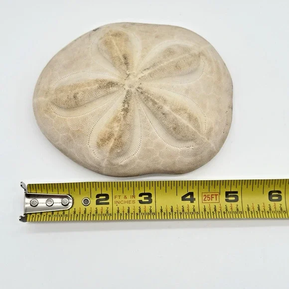 Sea Biscuit Sand Dollar Seashell Fossil Vintage Puffy Beach Decor Aquarium 5" - Picture 3 of 5